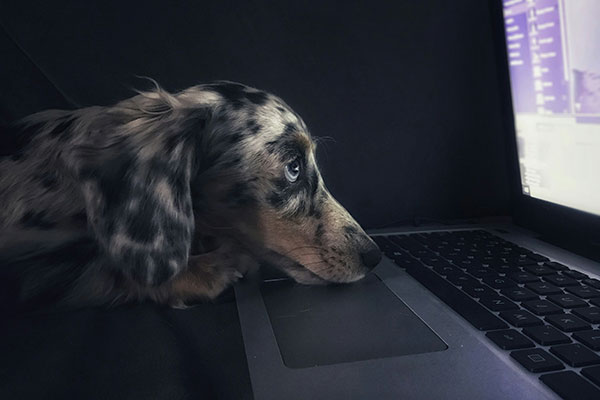 Working like a dog to support your site.